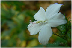 Hibiscus hirtus